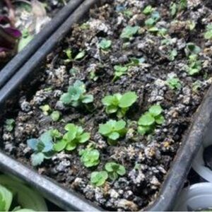 Mother of thousands plant baby